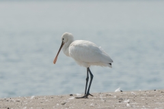 ヘラサギ　冬鳥　全長83cm