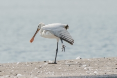 ヘラサギ　冬鳥　全長83cm