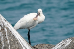 ヘラサギ　冬鳥　全長83cm