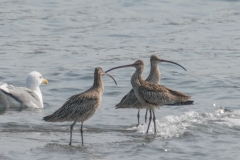 ホウロクシギ