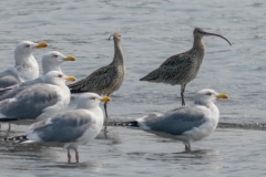 ホウロクシギ