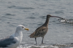 ホウロクシギ