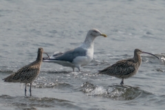 ホウロクシギ