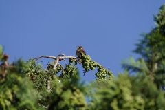 留鳥・（北海道：夏鳥）/全長17cm