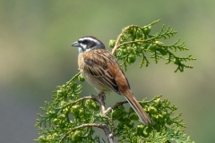 留鳥・（北海道：夏鳥）/全長17cm
