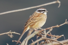 留鳥・（北海道：夏鳥）/全長17cm