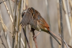 留鳥・（北海道：夏鳥）/全長17cm