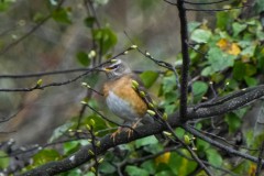 ヒタキ科　旅鳥　全長22cm