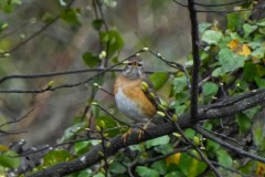 ヒタキ科　旅鳥　全長22cm