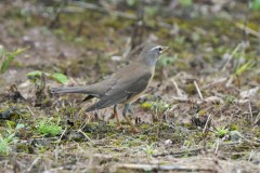 ヒタキ科　旅鳥　全長22cm