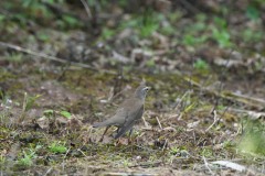 ヒタキ科　旅鳥　全長22cm
