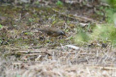 ヒタキ科　旅鳥　全長22cm