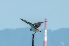 ミサゴ