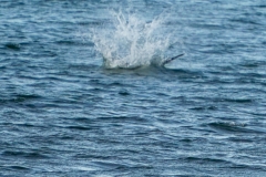DSC09361-1
