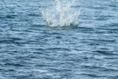 DSC09362-1