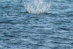 DSC09363-1