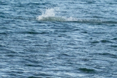 DSC09372-1