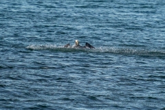 DSC09377-1