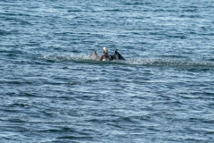 DSC09379-1