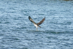 DSC09394-1