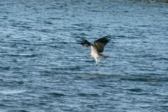 DSC09397-1