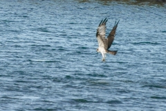 DSC09402-1