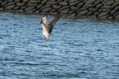 DSC09418-1