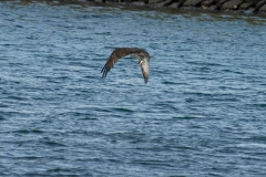 DSC09433-1