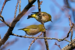 メジロ　留鳥・漂鳥　全長12cm