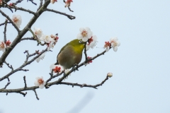 メジロ　留鳥・漂鳥　全長12cm