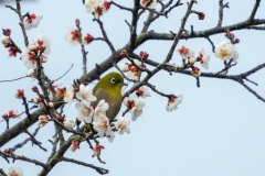 メジロ　留鳥・漂鳥　全長12cm