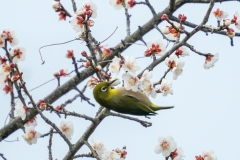 メジロ　留鳥・漂鳥　全長12cm