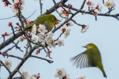 メジロ　留鳥・漂鳥　全長12cm