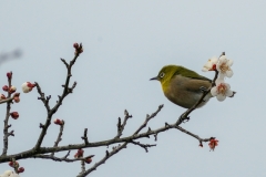 メジロ　留鳥・漂鳥　全長12cm