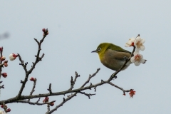 メジロ　留鳥・漂鳥　全長12cm