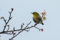 メジロ　留鳥・漂鳥　全長12cm