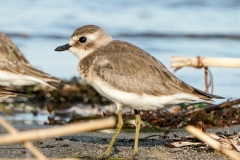 メダイチドリ　旅鳥　全長20cm