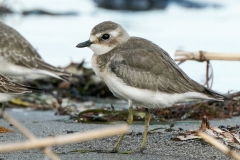 メダイチドリ　旅鳥　全長20cm