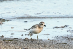 メダイチドリ　旅鳥　全長20cm