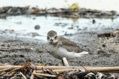 メダイチドリ　旅鳥　全長20cm