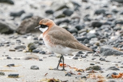 メダイチドリ　全長20cm　旅鳥　2020/04/20