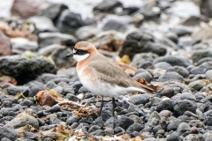 メダイチドリ　全長20cm　旅鳥　2020/04/20