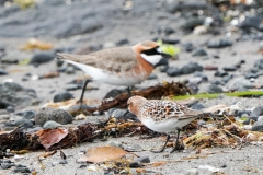 メダイチドリ　全長20cm　旅鳥　2020/04/20