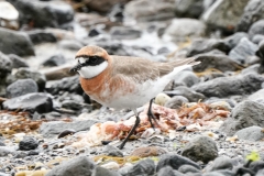 メダイチドリ　全長20cm　旅鳥　2020/04/20