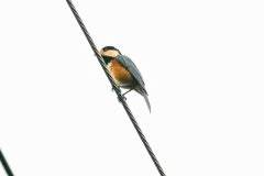 ヤマガラ　留鳥・漂鳥　全長14ｃｍ