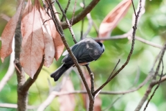 ヤマガラ幼鳥