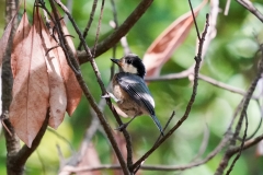 ヤマガラ幼鳥