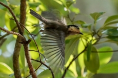 ヤマガラ幼鳥