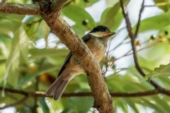 ヤマガラ幼鳥