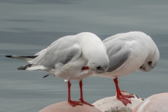 ユリカモメ　冬鳥　全長40cm　2019/02/28